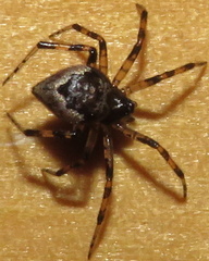 Euryopis funebris