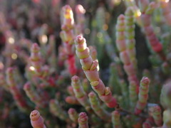 Salicornia