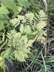 Botrypus virginianus