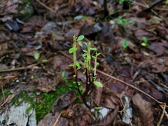 Calyptospora columnaris