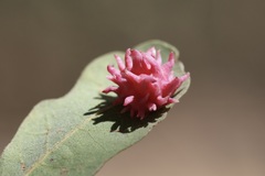 Cynips quercusechinus