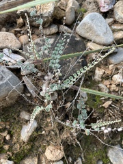 Astrolepis cochisensis