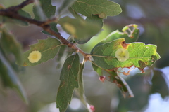 Andricus pattersonae