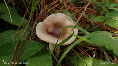 Lepiota cristata