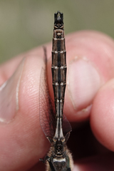 Somatochlora albicincta