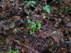 Calyptospora columnaris