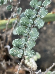 Astrolepis cochisensis