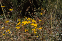 Eriophyllum lanatum
