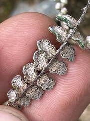 Astrolepis cochisensis