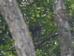 Cercopithecus cephus