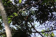 Electron platyrhynchum