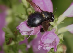 Xylocopa micans