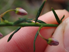 Tetratheca pilosa