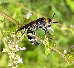 Dielis plumipes