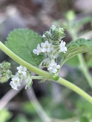 Aloysia wrightii