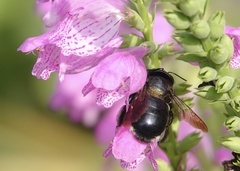 Xylocopa micans