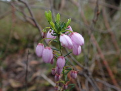 Tetratheca pilosa