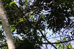 Electron platyrhynchum