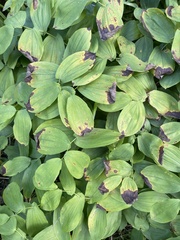 Uvularia grandiflora