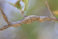 Andricus chrysolepidicola