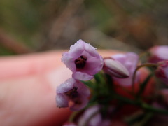 Tetratheca pilosa