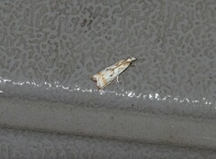 Microcrambus elegans