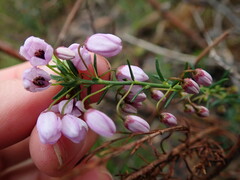 Tetratheca pilosa