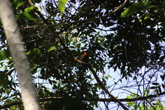 Electron platyrhynchum