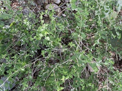Aloysia wrightii