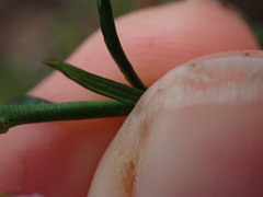 Tetratheca pilosa