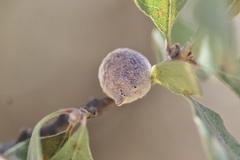 Burnettweldia washingtonensis