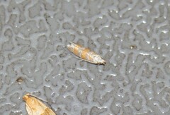 Battaristis vittella