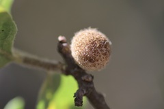 Burnettweldia washingtonensis