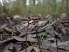 Acianthus caudatus