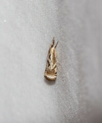 Microcrambus elegans