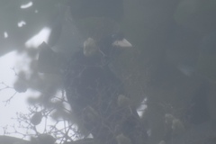 Psarocolius decumanus