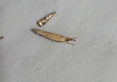 Fissicrambus mutabilis