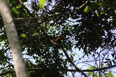 Electron platyrhynchum