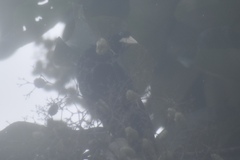 Psarocolius decumanus