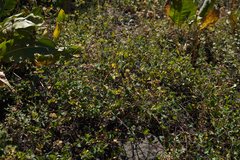 Symphoricarpos mollis