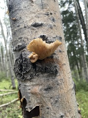 Pleurotus populinus