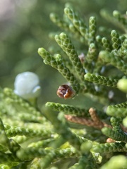 Walshomyia juniperina