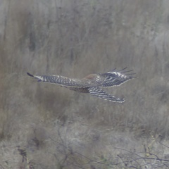 Buteo lineatus elegans