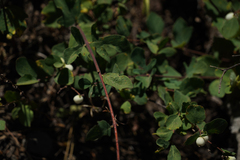 Symphoricarpos mollis