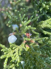 Walshomyia juniperina