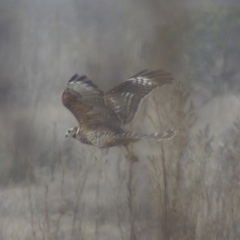 Buteo lineatus elegans