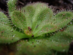Drosera whittakeri