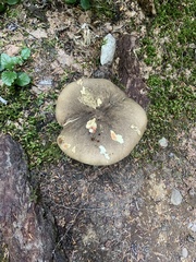 Caloboletus conifericola