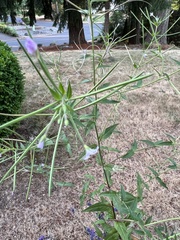 Epilobium parviflorum