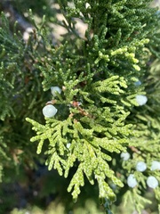 Walshomyia juniperina